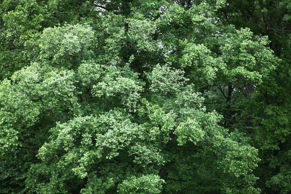 Floresta mágica de verão com raios de sol quentes — Fotografia de Stock