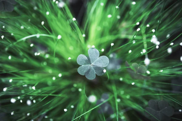 Hojas de trébol verde de cerca — Foto de Stock