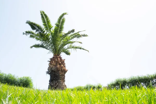 Palm tree on green lawn — Stock Photo, Image