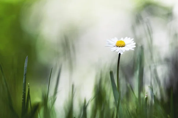 Enkel tusensköna blomma på vårängen — Stockfoto