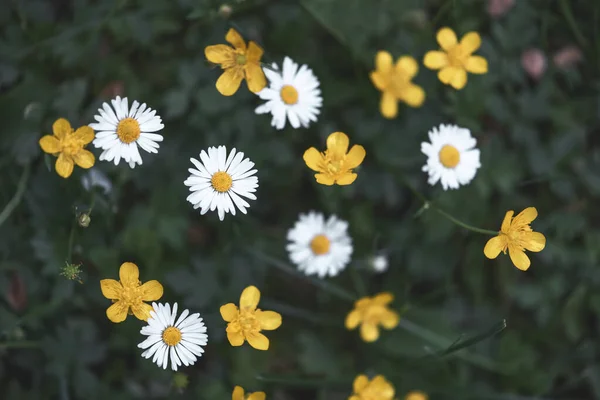 Closeup of yellow wildflowers on blurred green background — Stock Photo, Image