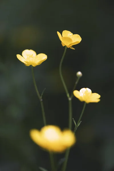 Närbild av gula vilda blommor på suddig grön bakgrund — Stockfoto