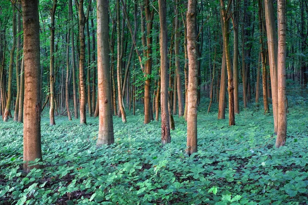 Piantine giovani di quercia stree nella foresta di querce — Foto Stock