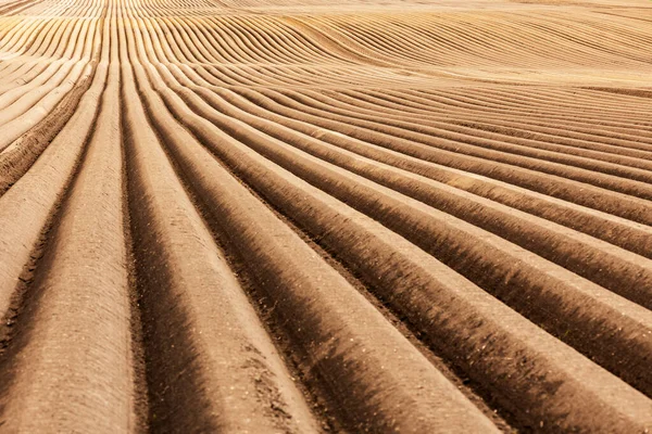 Campo agrícola com fileiras pares na primavera — Fotografia de Stock