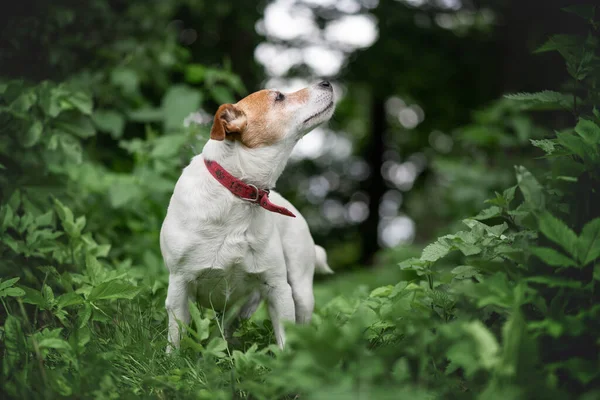 Jack russel Terrier köpeği yeşil bahar ormanında — Stok fotoğraf