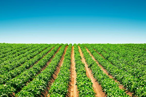 Agricultural field with even rows of potato — Stock Photo, Image