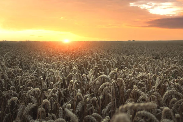 Maturare campo di grano dorato contro lo sfondo cielo blu — Foto Stock