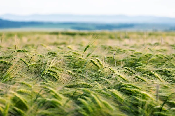 Młode zielone pole pszenicy na tle błękitnego nieba — Zdjęcie stockowe