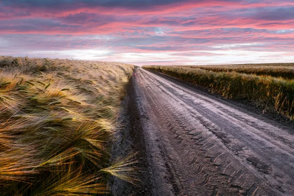 Camino en el campo con trigo maduro y cielo rosado al atardecer —  Fotos de Stock