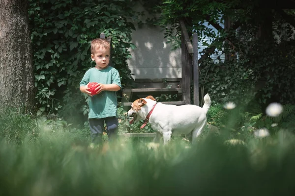 Small kid played with white dog puppy — Stock Photo, Image