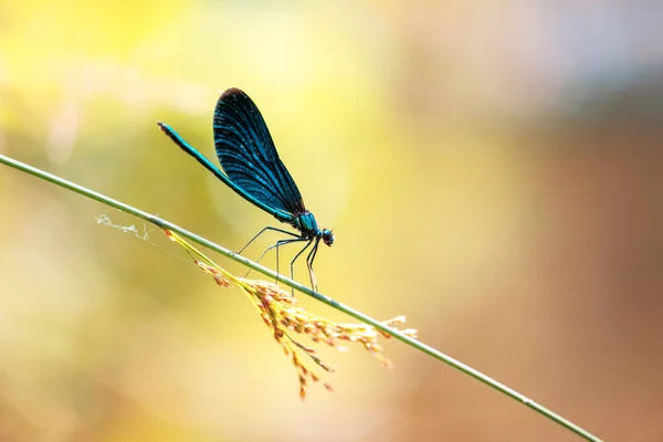 Krásné přírodní scéna s Dragonfly — Stock fotografie