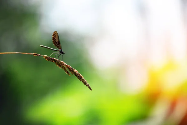 Beautiful nature scene with dragonfly — Stock Photo, Image