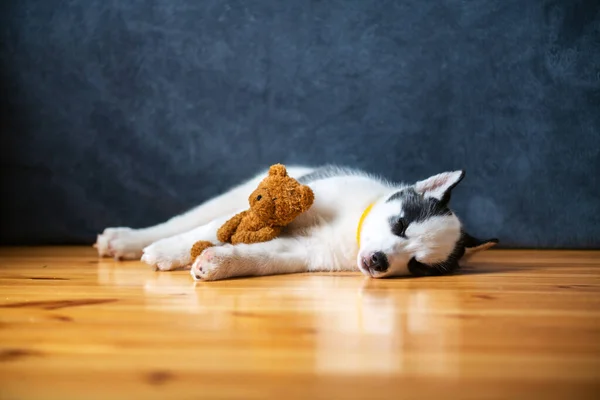 Un petit chien blanc chiot race husky sibérien — Photo