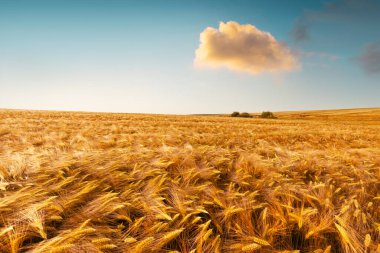 Mavi gökyüzü arka planında olgun altın buğday tarlası