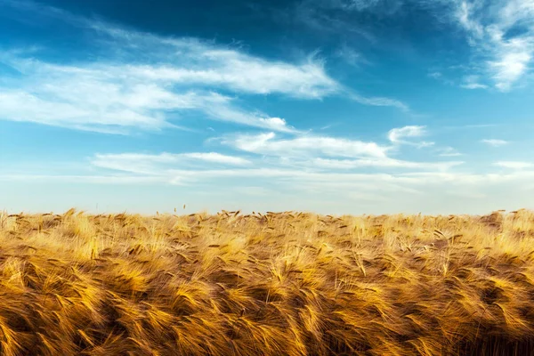 Campo de trigo dorado maduro contra el fondo azul del cielo — Foto de Stock