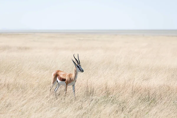 Un maschio di impala dalla faccia nera — Foto Stock