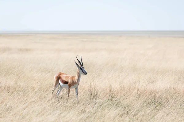 Muž s černým obličejem impala — Stock fotografie