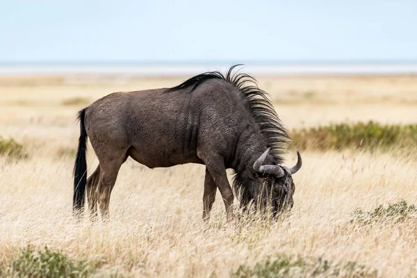 大型非洲羚羊Gnu在黄色干草中行走 — 图库照片