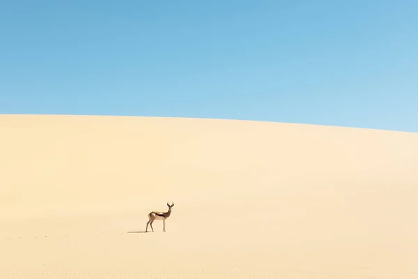 Un maschio di impala dalla faccia nera nel deserto — Foto Stock