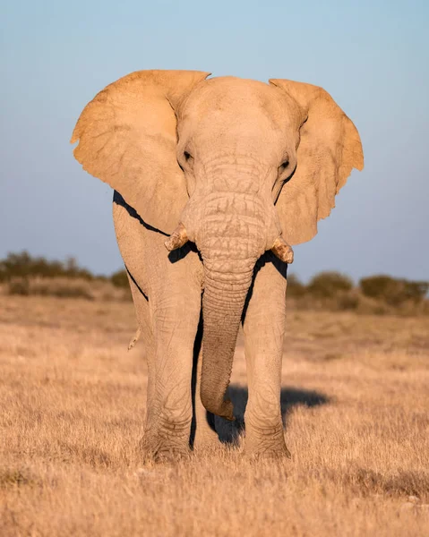 Detailní pohled na velkého afrického slona — Stock fotografie