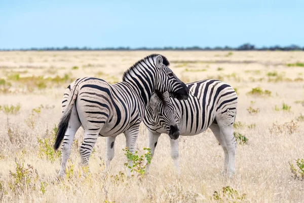 Rodzina afrykańskich równin zebra na suchych, brązowych łąkach sawanny — Zdjęcie stockowe