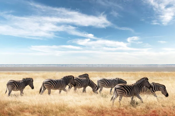 Famiglia zebra delle pianure africane sulle praterie secche della savana bruna — Foto Stock