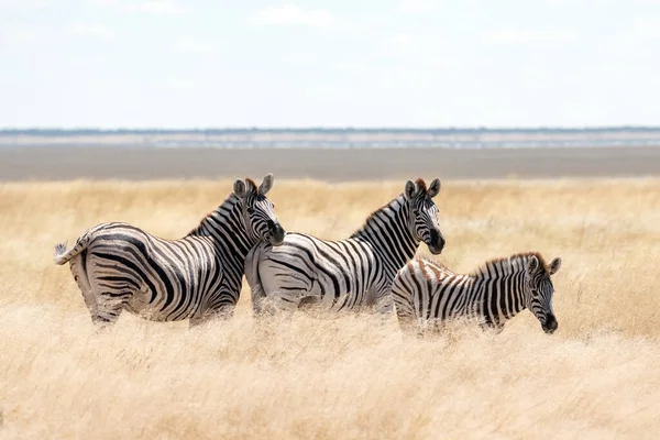 Famiglia zebra delle pianure africane sulle praterie secche della savana bruna — Foto Stock