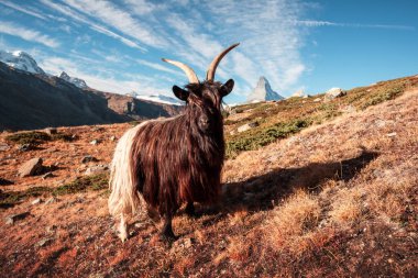 Ismarlayarak Matterhorn tepe ve İsviçre Alpleri'nde Stellisee Gölü