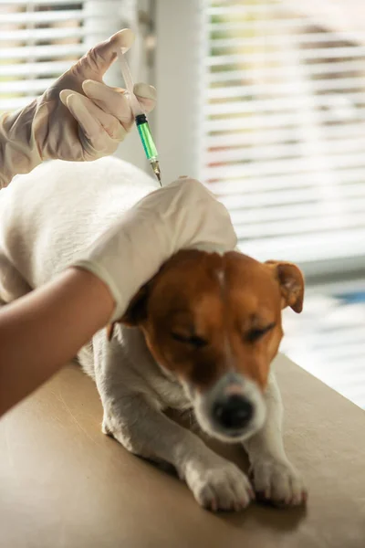 Kutya injekció vakcina által állatorvos — Stock Fotó