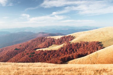 Kızıl kayın ormanlı resimli sonbahar dağları