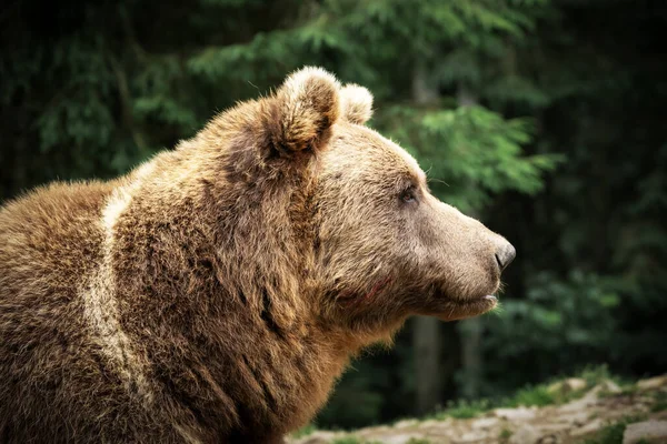 Hnědý medvěd portrét v zeleném letním lese — Stock fotografie