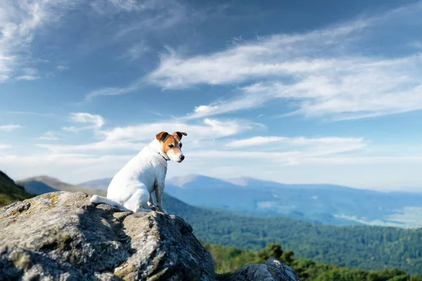 Alone white dog sitting on rock — Stock Photo, Image