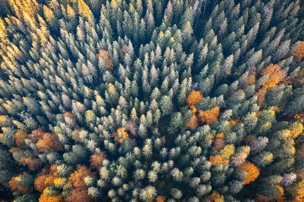 Alberi arancioni e rossi autunnali nella foresta colorata — Foto Stock