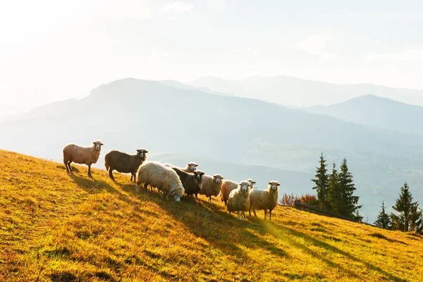 Troupeau de moutons dans les montagnes d'automne — Photo