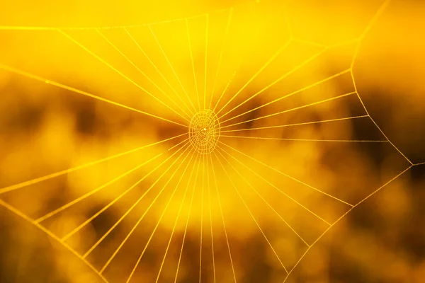 Teia de aranha no fundo amarelo desfocado — Fotografia de Stock