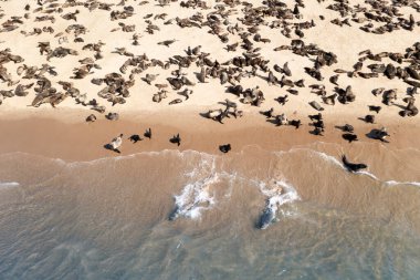 Kürk fok kolonisi güneşin sıcaklığının tadını çıkarın.
