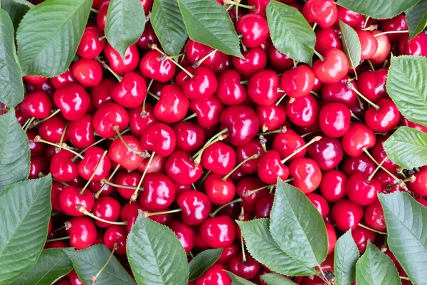 Cherry berry heap with leaves closep — Stock Photo, Image