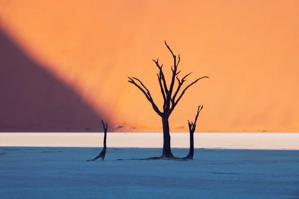 Döda Camelthorn träd vid soluppgången — Stockfoto