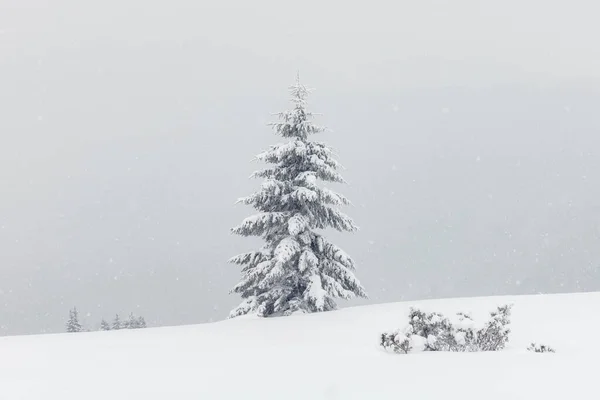 Fantastiskt landskap med ett ensamt snöigt träd — Stockfoto