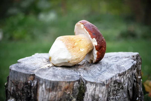 Gros cèpes aux champignons blancs sur assiette en bois — Photo