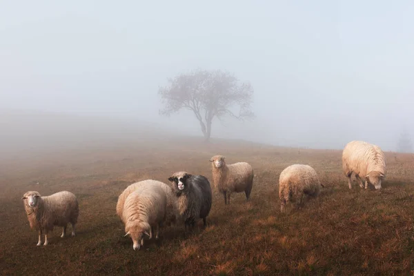 Herd of sheeps in autumn mountains — Stock Photo, Image