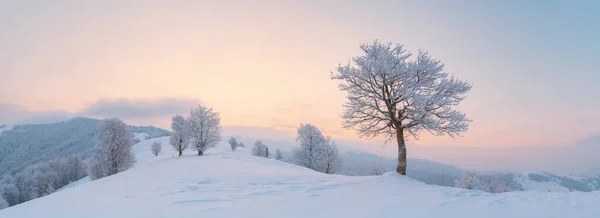 Amazing landscape with a lonely snowy tree — Stock Photo, Image