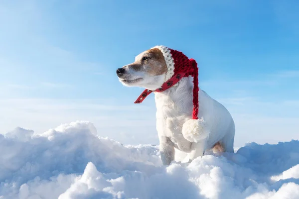 Branco jack russel terrier filhote de cachorro no elegante chapéu de santa vermelho — Fotografia de Stock