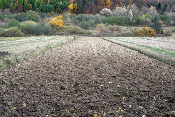 Field — Stock Photo, Image