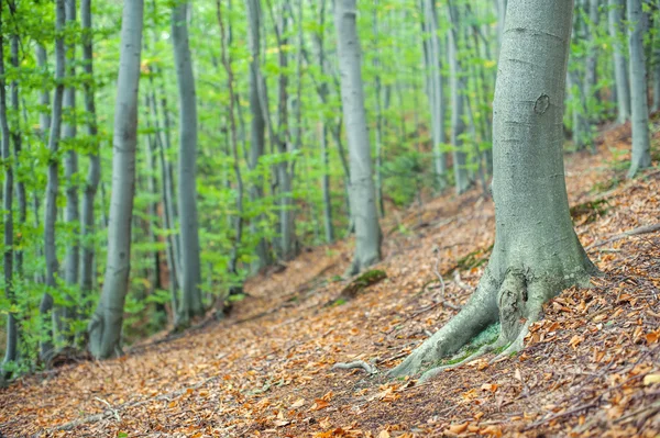 Skog — Stockfoto