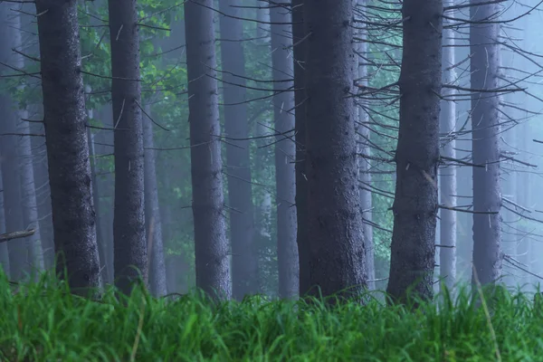 Wald — Stockfoto