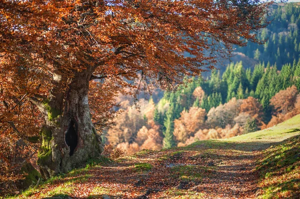 Baum — Stockfoto