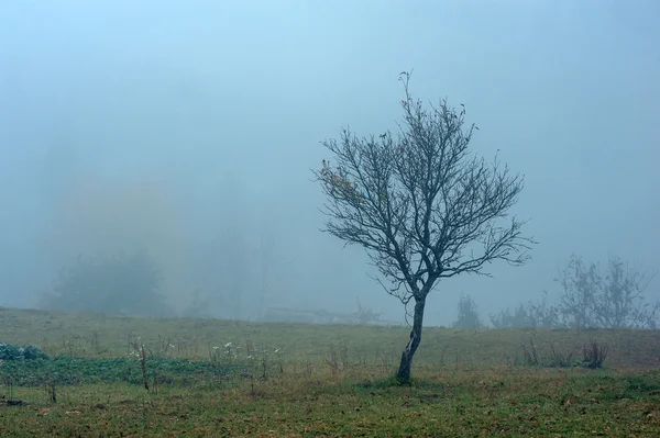 Tree — Stock Photo, Image