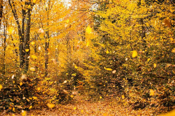 Skog — Stockfoto