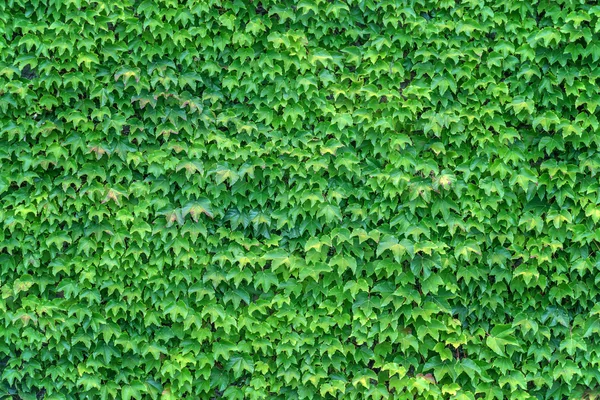Sebuah ivy — Stok Foto